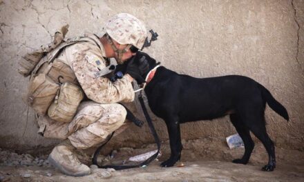 What is the Highest Military Rank Achieved by a Dog